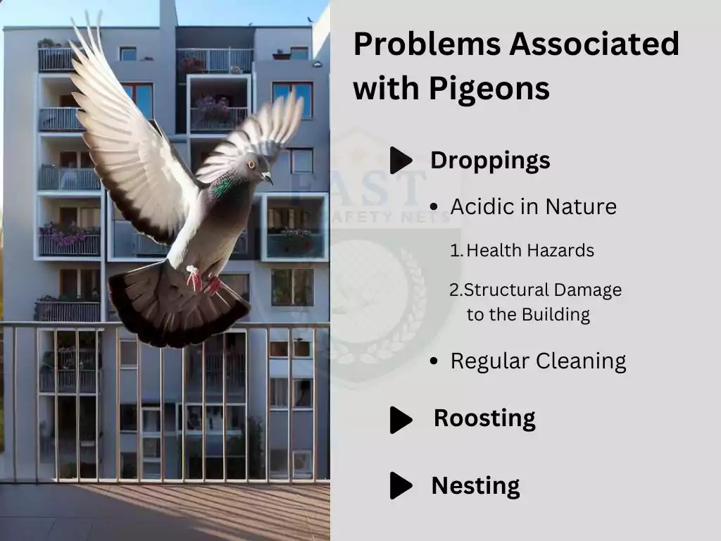 Do pigeons Cause Health Problems?