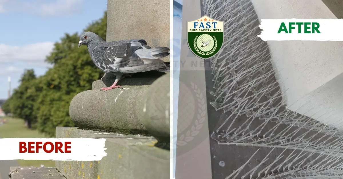 Bird Deterrent Solutions - Pigeon Spikes Installation