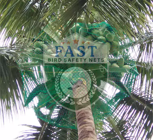 Coconut Fall Protection Nets in Hyderabad