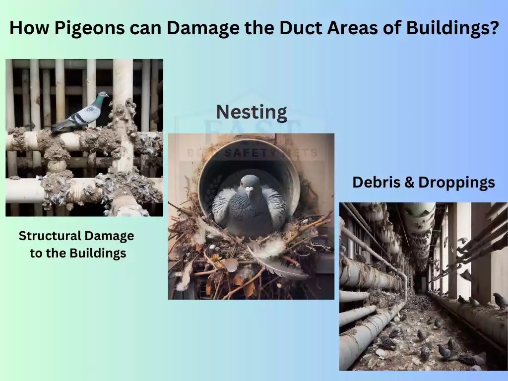 How pigeons can damage the duct areas of buildings in hyderabad